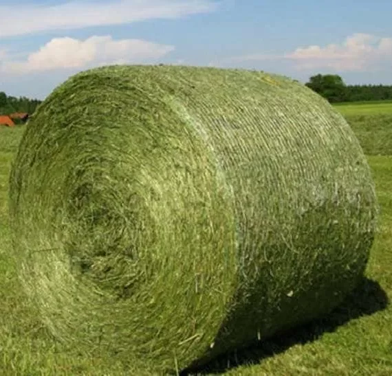 ALFALFA HAY BALE PREMIUM STANDARD FOR SALE
