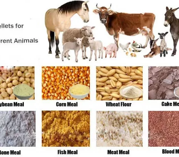 ANIMAL FEED WHOLESALE