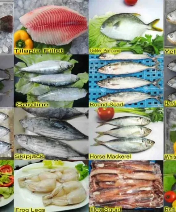 FRESH FROZEN FISH FOR SALE