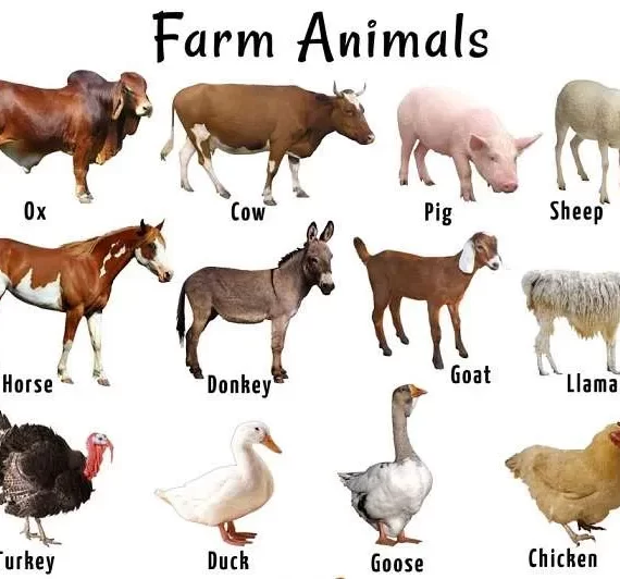 LIVESTOCK FARM ANIMALS FOR SALE