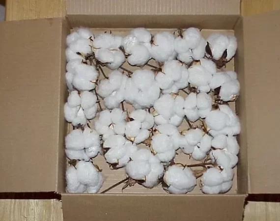 RAW COTTON FOR SALE