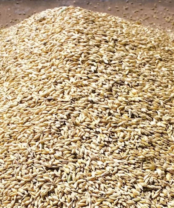 WHEAT GRAIN ( MILLING WHEAT, HARD WHEAT, SOFT WHEAT & DURUM WHEAT)