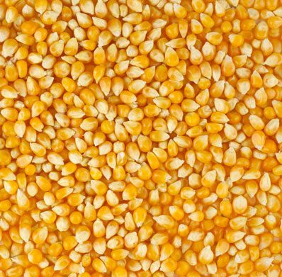 YELLOW MAIZE
